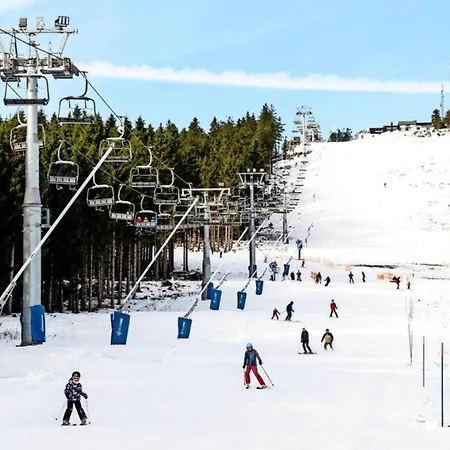 Forest In * Elbingerode (Saxony-Anhalt)